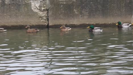 Enten-Schwimmen-Im-Wasser