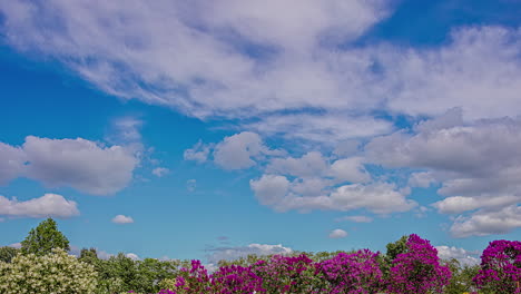 timelapse of a blue sky with clouds moving forward and flowers under them