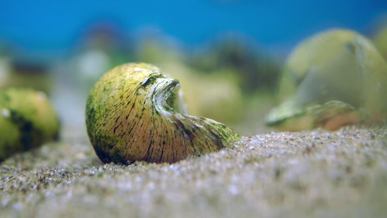 Snails in Aquarium