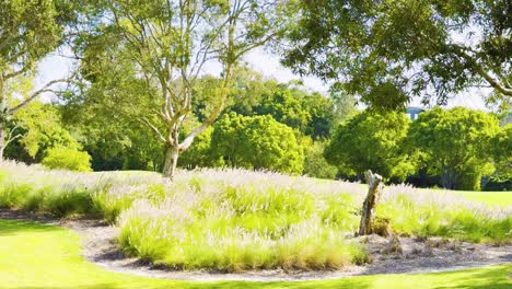 lush garden with trees and grass