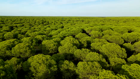 Toma-Cinematográfica-De-Una-Plantación-De-Pinos-En-Crecimiento-Verde-Durante-El-Verano---Cielo-Azul-Y-Luz-Del-Sol-En-El-Cielo