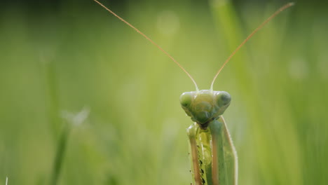 retrato de una mantis orante mirando a la cámara. patas dobladas sostiene delante de él en una postura característica