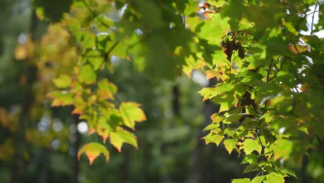 a branch hanging down infront of the woods of northern michigan in october.