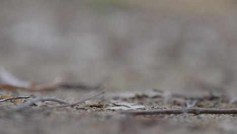 Close-up-of-marbles,-a-normal-getting-hit-with-a-pearl