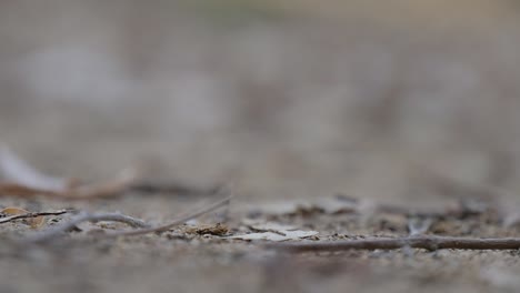 close-up of marbles, a normal getting hit with a pearl