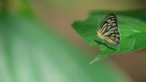 fluttering its wings, a striped albatross appias libythea olferna is sitting on a leaf that is being swayed by a gentle breeze, inside kaeng krachan national park a world heritage site in thailand