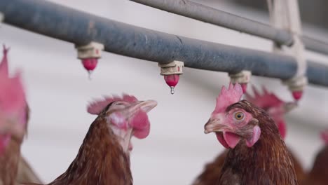 hens drinking from water fountain trough on farm in slow motion, close up pasture raised chickens