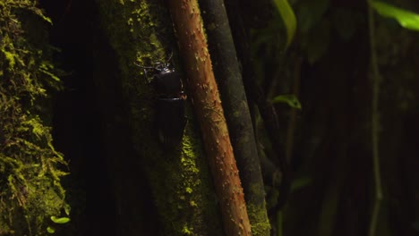 camera tracking a crying beetle as it moves along the thick vine along a mossy bark of a tree