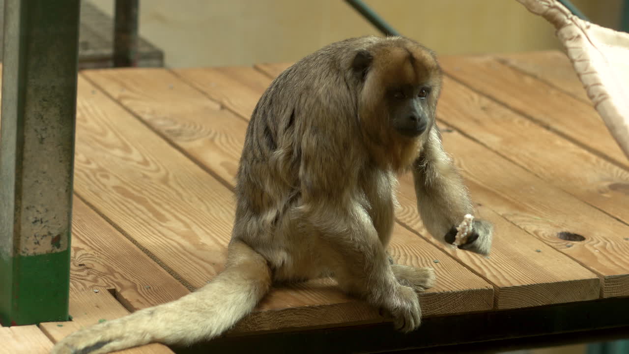 langur javanés oriental sentado en tarimas de madera en el zoo