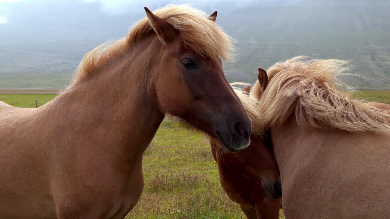 toma de mano de tres hermosos caballos de crin rubios que comparten un campo muy cerca
