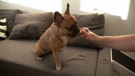 Home-training-of-cute-adorable-small-french-bulldog-puppy-sitting-on-a-brown-couch,-hand-paw-shake