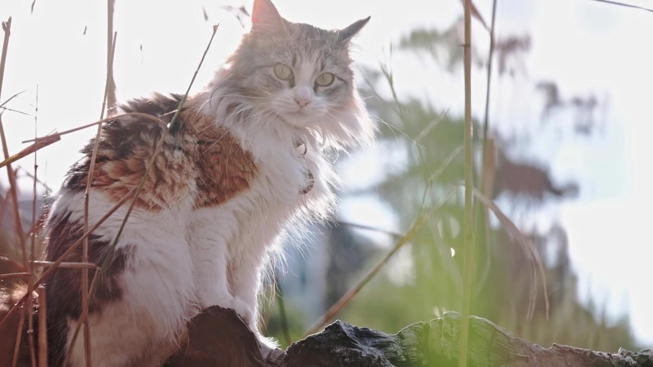 Seekor kucing Calico cantik duduk di batang kayu di alam terbuka dengan pencahayaan lembut dan hangat.