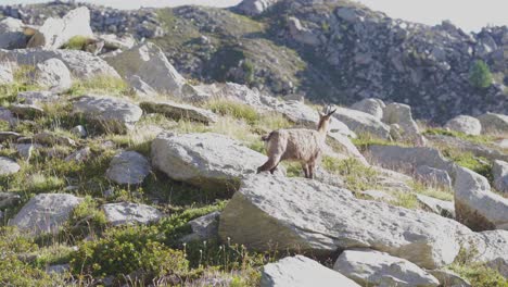 a chamois walking alone between the rocks in the alps mountains