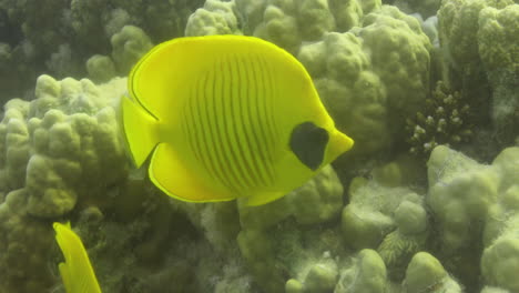 bluecheek butterflyfish or yellow butterfly fish in the coral reef of the red sea of egypt