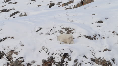 a majestic mountain goat with gleaming white hair and big horns balances on a snow-covered rocky ledge in yukon’s winter. this breathtaking sight illustrates nature’s rugged beauty.