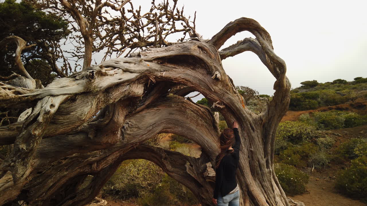 Female traveler touching weathered, wind sculpted sabina tree in el Sabinar landscape of El Hierro, experiencing unique endemic vegetation of canary islands natural environment