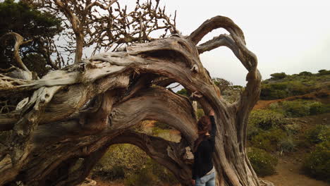 female traveler touching weathered, wind sculpted sabina tree in el sabinar landscape of el hierro, experiencing unique endemic vegetation of canary islands natural environment