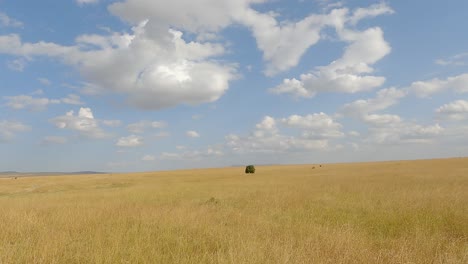 panorama of vast grassland in maasai mara national reserve in narok, kenya