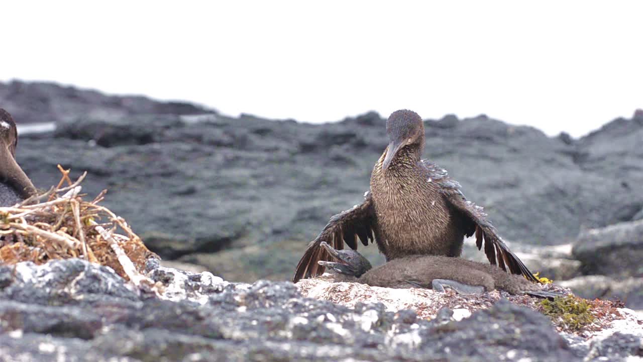 갈라파고스 제도의 페르난디나 섬에 있는 푼타 에스피노자에서 새끼를 덮고 있는 갈라파고스 날지 못하는 가마우지