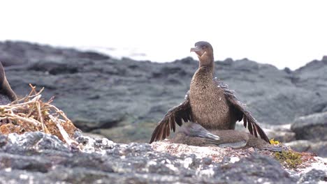 cormorán no volador de galápagos que cubre su polluelo en punta espinoza en la isla fernandina en las islas galápagos