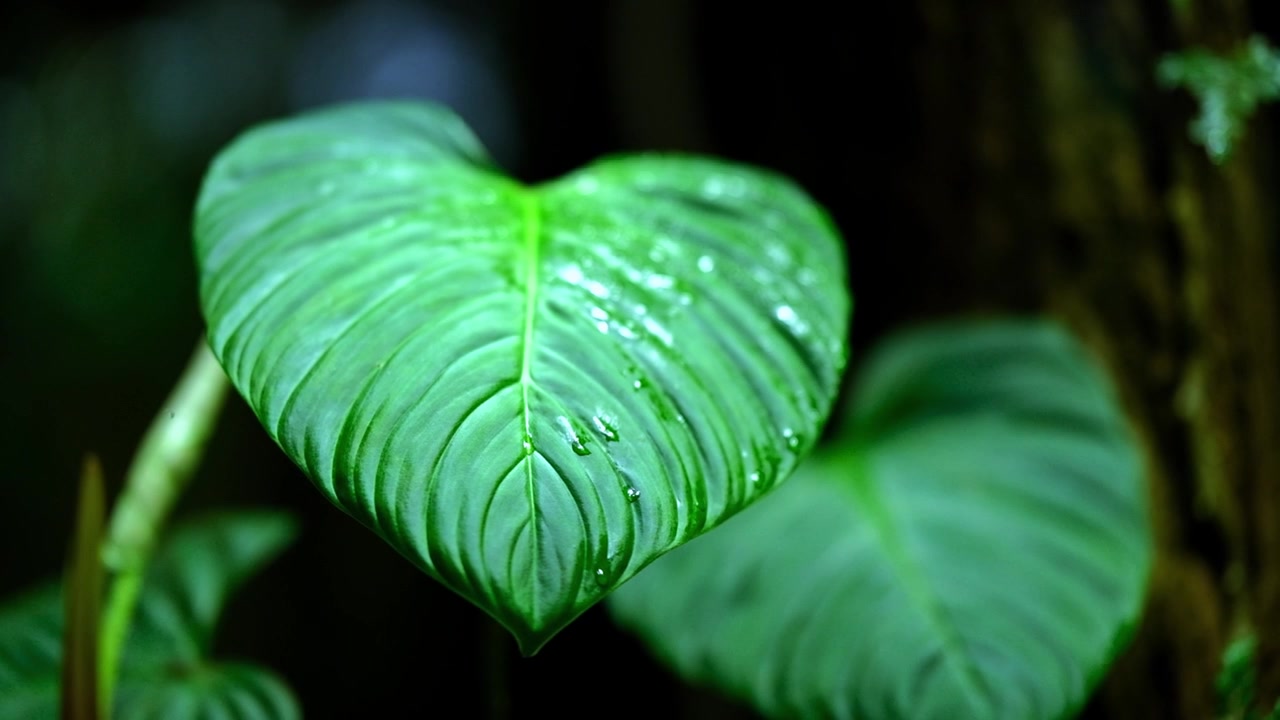 Detail shot of a vivid green, topical leaf with a dark background