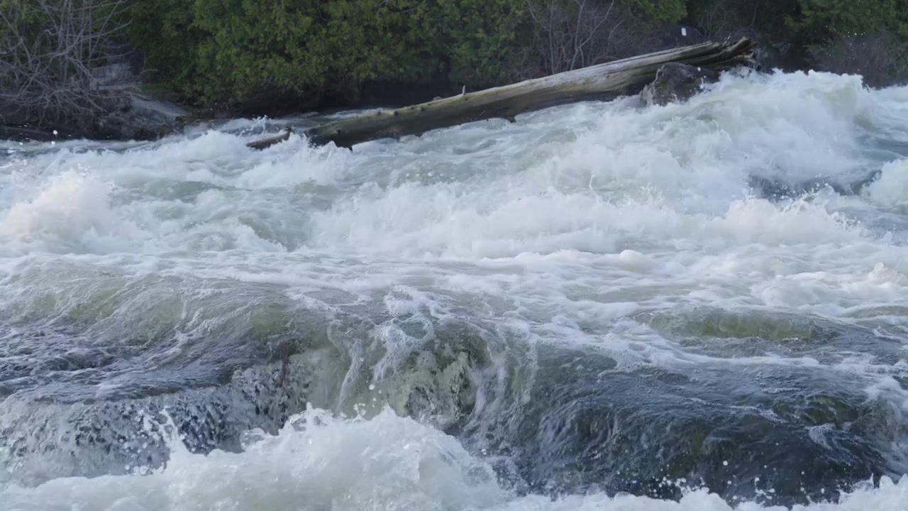 Kraftige flodstrømfald strømmer nedstrøms forbi en væltet træstamme, der er kilet fast i klipperne. Grønne nåletræer kantar flodbredden på denne levende forårsdag ved Sauble Falls i Ontario.
