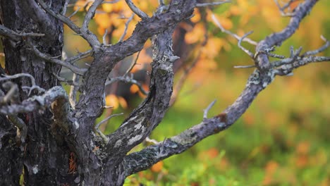 Ramas-Retorcidas-Y-Retorcidas-Del-árbol-Muerto-En-El-Colorido-Paisaje-Otoñal