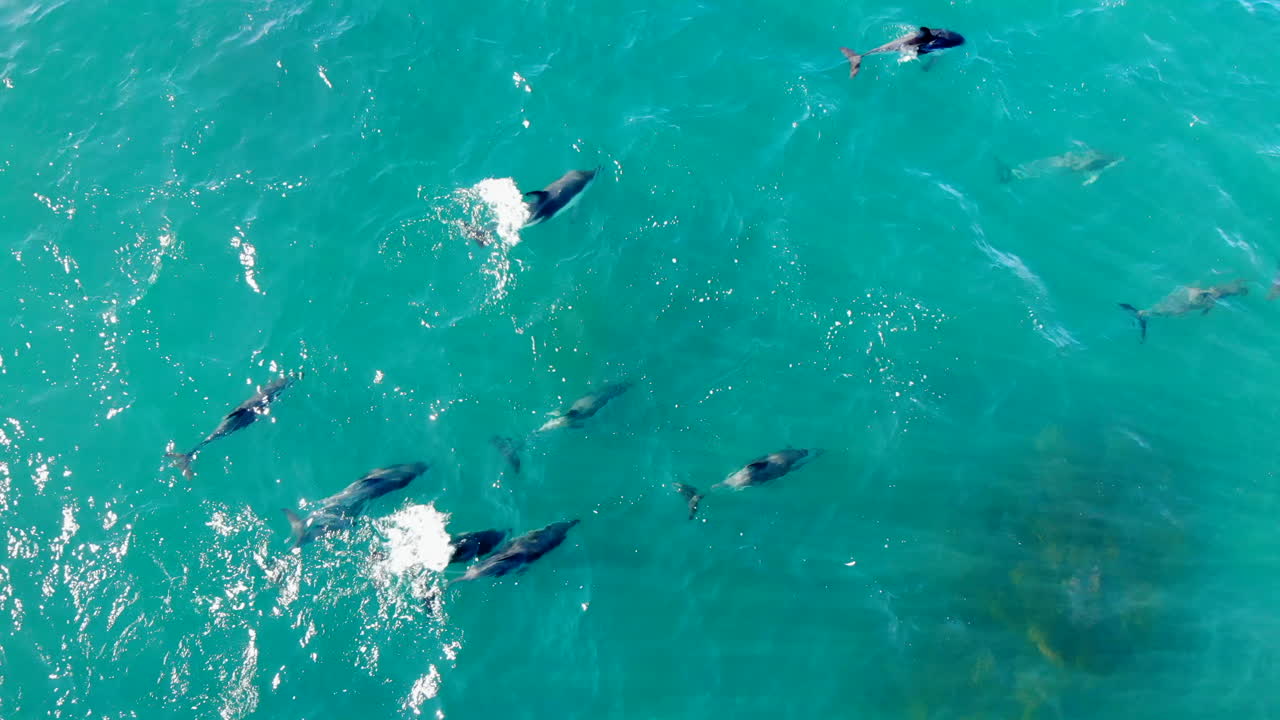 Aerial school Dolphins jumping 4k Drone shot