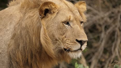 león parpadea lentamente mirando a la distancia, perfil de cierre de la cabeza