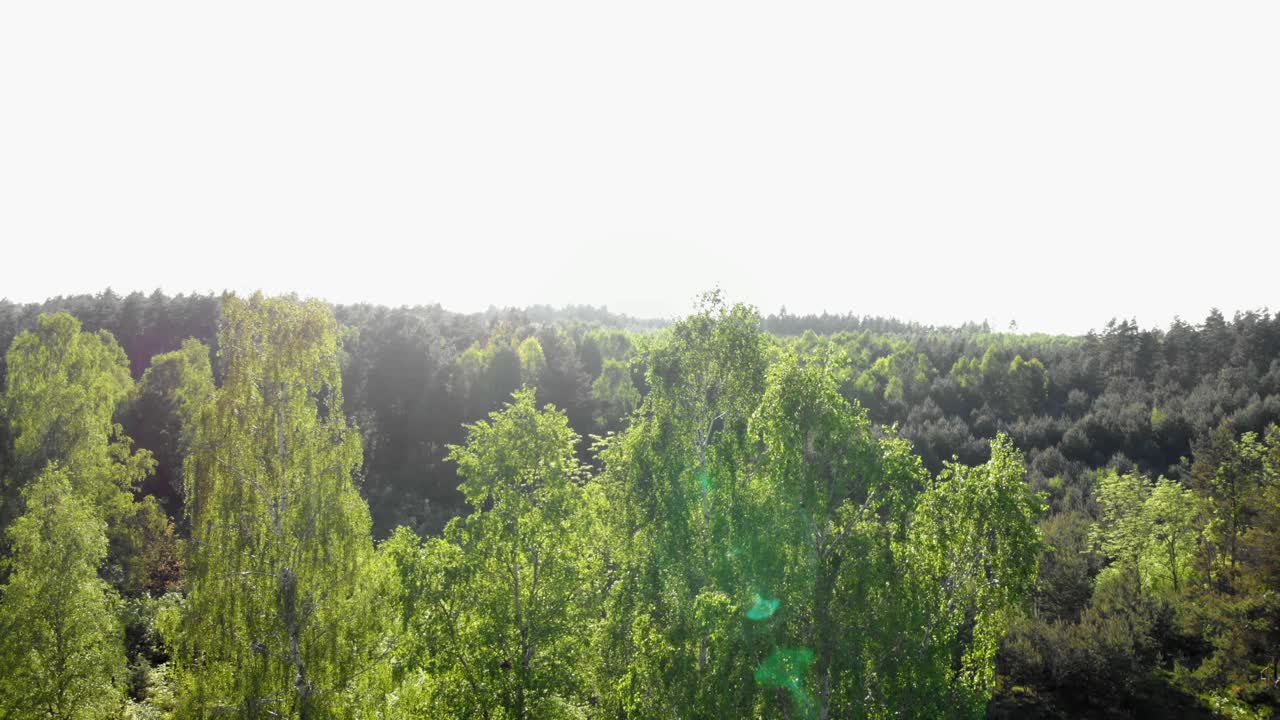 toma de grúa aérea de un abedul con luz solar en segundo plano.