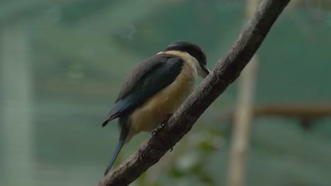 Nahaufnahme-Des-Heiligen-Eisvogels,-Der-Auf-Einem-Zweig-Ruht