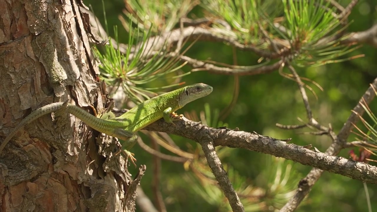 European green lizard, Lacerta viridis, climbing on a pine tree branch. Detailed wildlife shot of a reptile on rough bark in the summer sun.