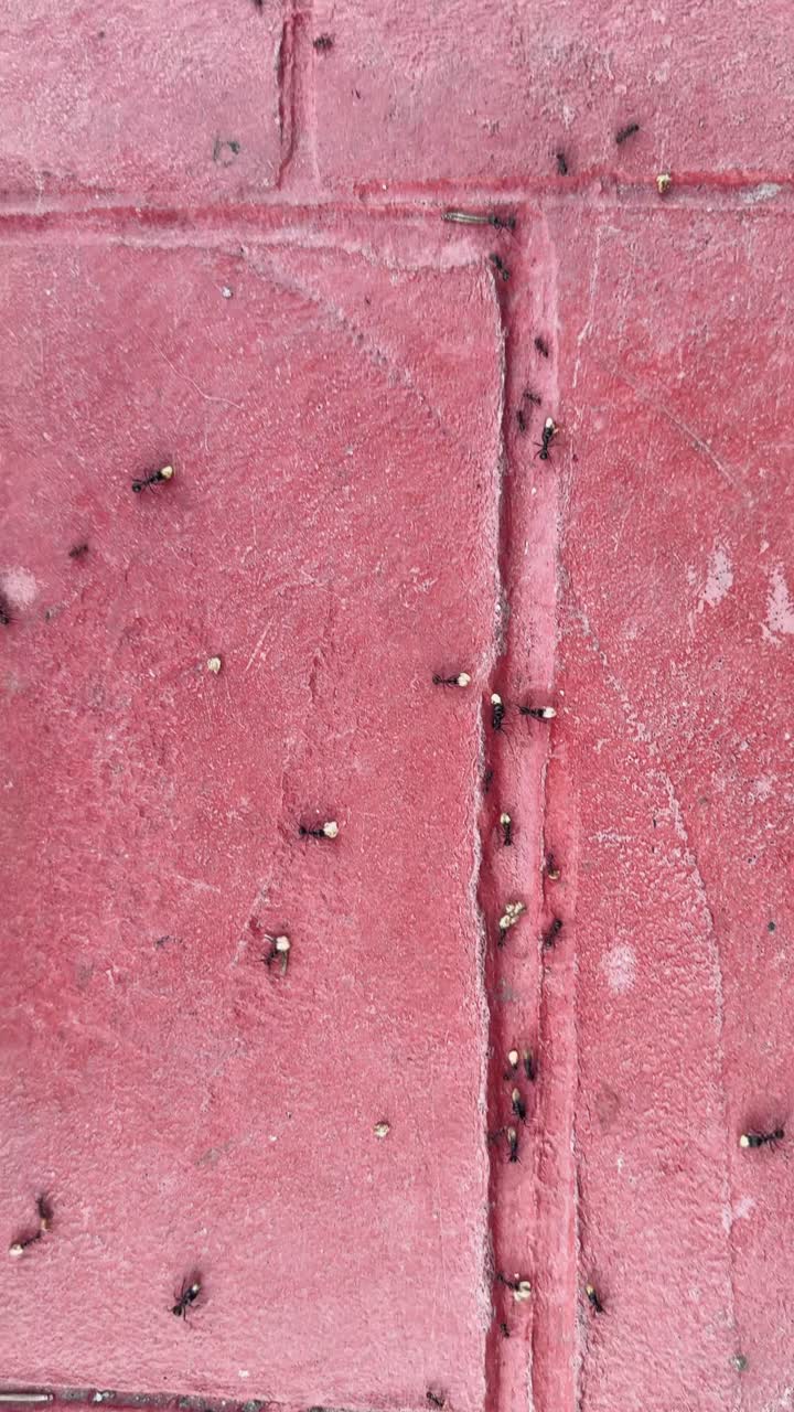 hormigas en el pavimento rojo