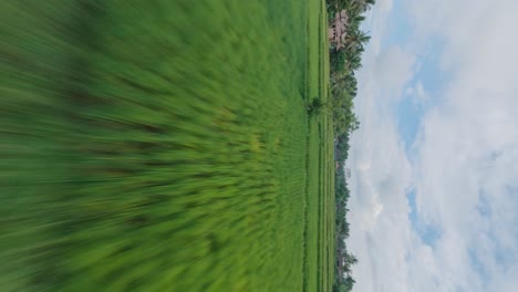 Drone-FPV-Rápido-Vertical-Disparado-Sobre-Terrazas-De-Arroz-En-Bali-En-Un-Día-Parcialmente-Nublado