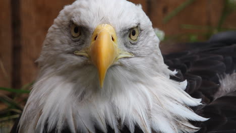 Gesicht-Nahaufnahme-Majestätischer-Weißkopfseeadler-Dreht-Sich-Um