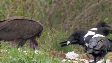 a tight shot of a white backed vulture and ravens picking through trash in urban africa