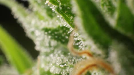 extreme closeup of weed bud, crystals, stigmas and trichomes in form of crystals containing high amounts of thc and cannabinoids