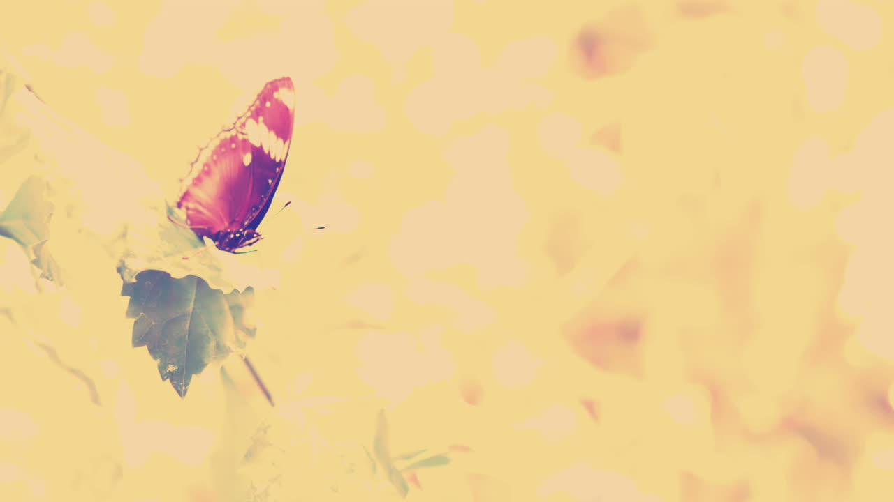 mariposas batiendo sus alas