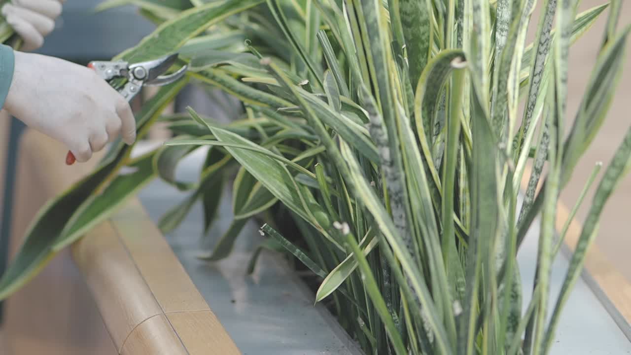 Planting Sansevieria