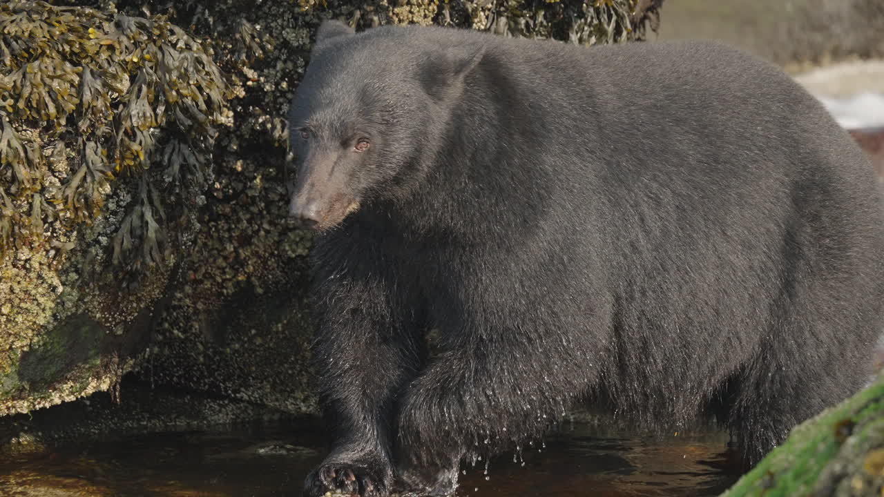 Orso nero nella Columbia Britannica, Canada, che pesca lungo la spiaggia e gli scogli per prepararsi al letargo e all'inverno
