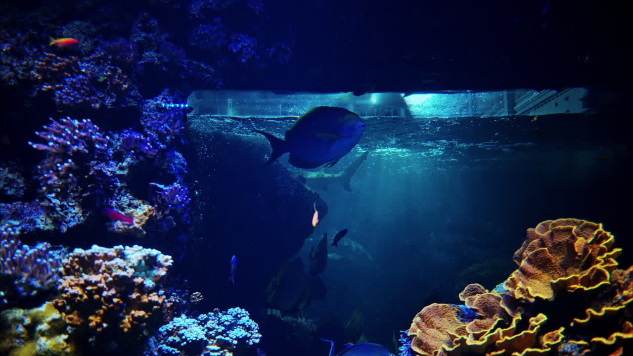 Close up of a yellowfin surgeonfish swimming near coral reefs