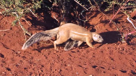 family of african desert squirrels outside their burrow in bright sun