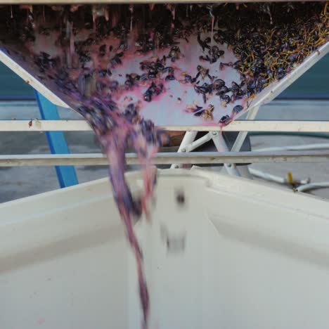 uvas recién recogidas durante la cosecha en una bodega 2