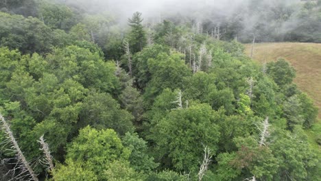 Hemlocks-Muertos-A-Través-De-La-Niebla-A-Lo-Largo-De-La-Cresta-De-La-Montaña-Blue-Ridge-En-La-Cadena-Montañosa-De-Los-Apalaches-Cerca-De-Boone-NC,-Carolina-Del-Norte