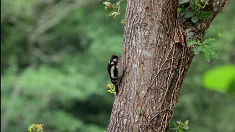 Entzückender-Dendrocopos-Großvogel,-Der-Auf-Einem-Baumstamm-In-Der-Natur-Sitzt