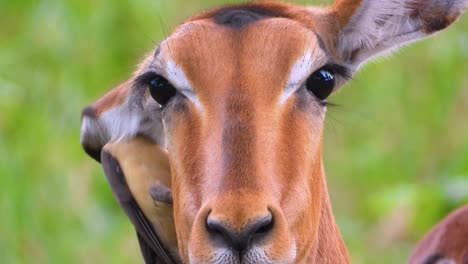 pequeño pájaro ayudando a un antílope limpiándose la oreja mientras mira fijamente a la cámara en el parque nacional kruger, sudáfrica