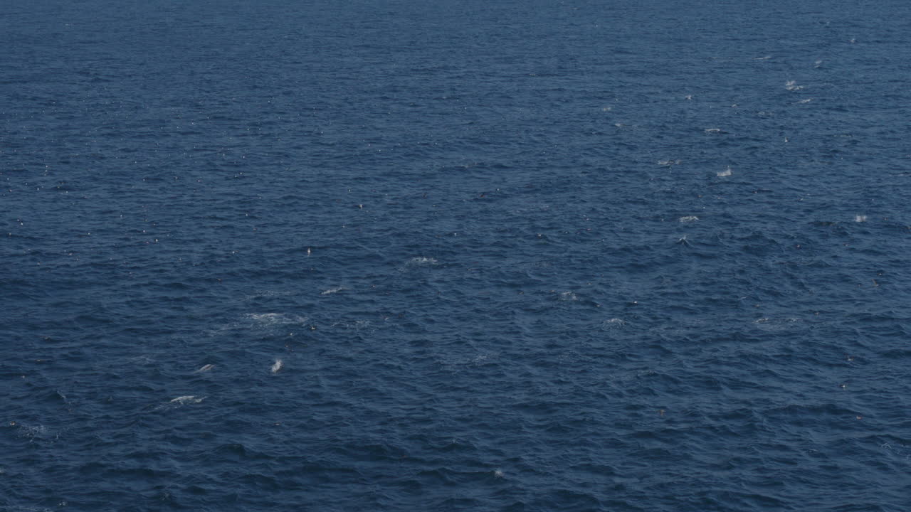 바다에서 점프하는 돌고래의 공중 샷