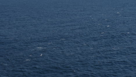 toma aérea de delfines saltando en el mar