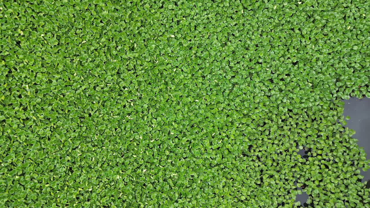 una toma aérea de arriba hacia abajo sobre un estanque lleno de nenúfares en un parque en valley stream, ny