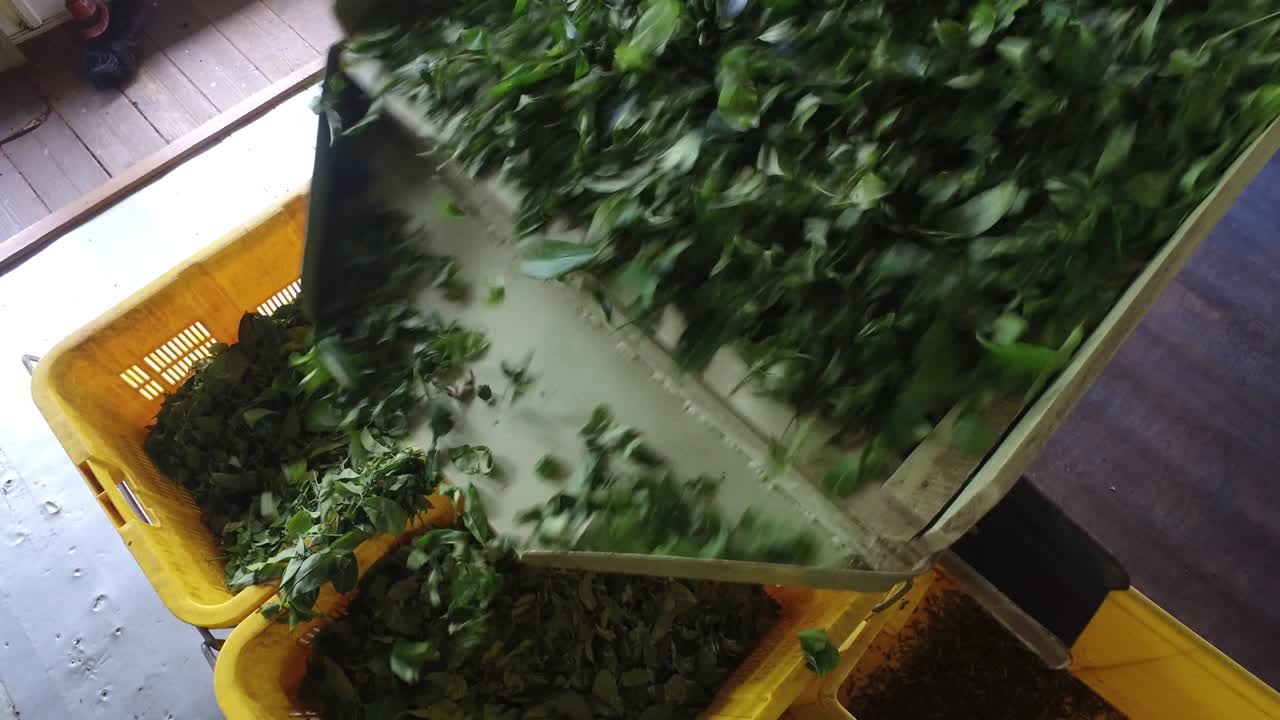 hojas de té verde que caen de la máquina a las cestas